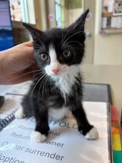 Enlarge Figaro , a ADOPTABLE Domestic Long Hair in Murphy, TX image 1/1
