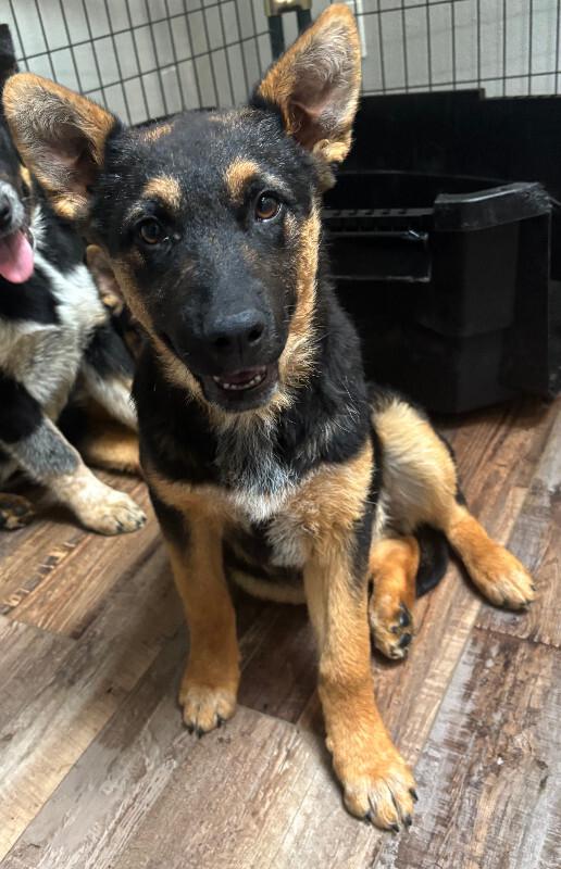 Hazel, Adoptable, Young Female German Shepherd Dog & Mixed Breed.