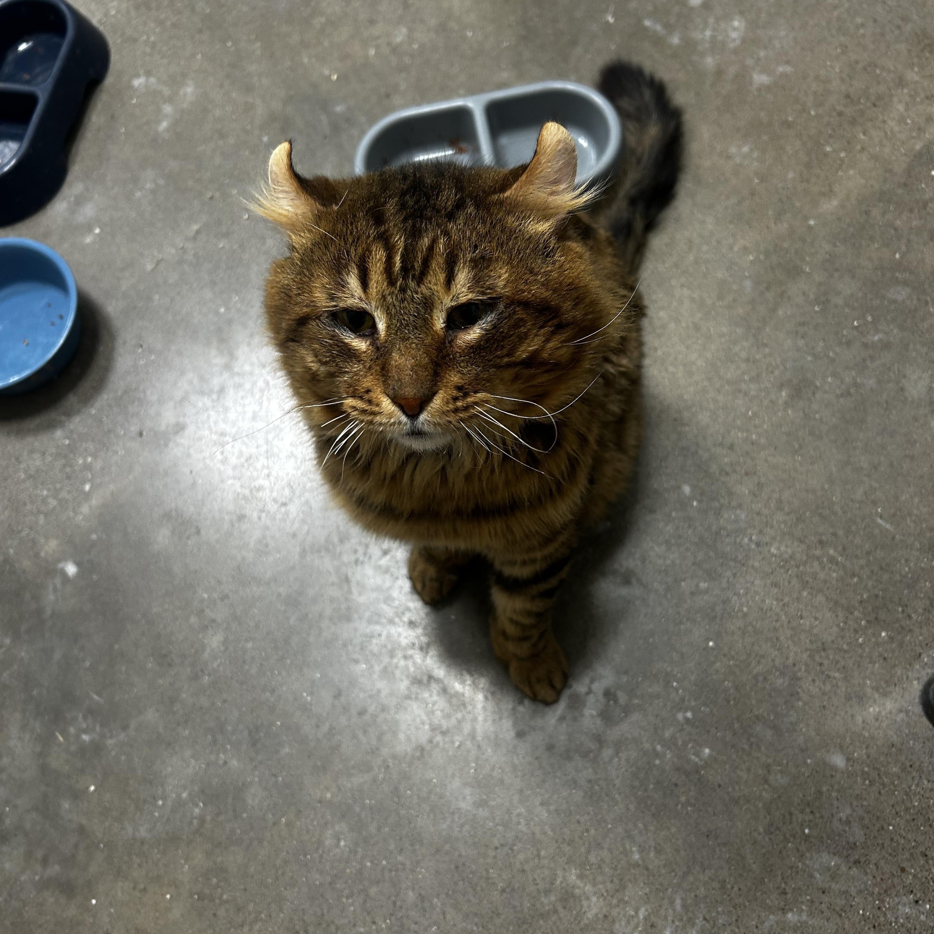 Max, adopted, Adult Male Highland Fold.