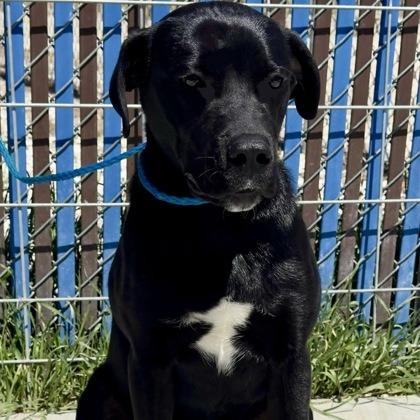 Edmund, a Adoptable mixed breed in Incline Village, NV image 1/3