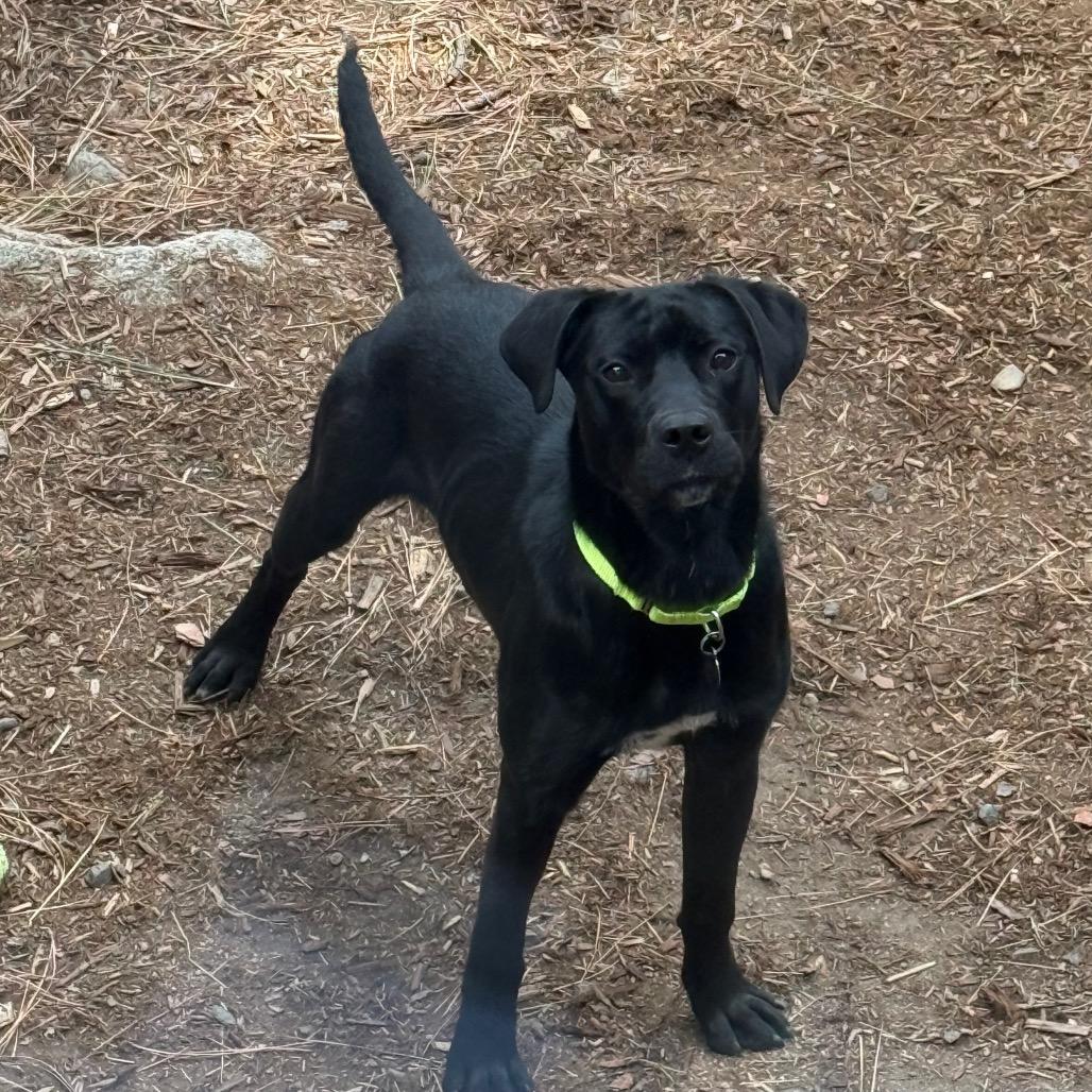 Edmund, a Adoptable mixed breed in Incline Village, NV image 2/3