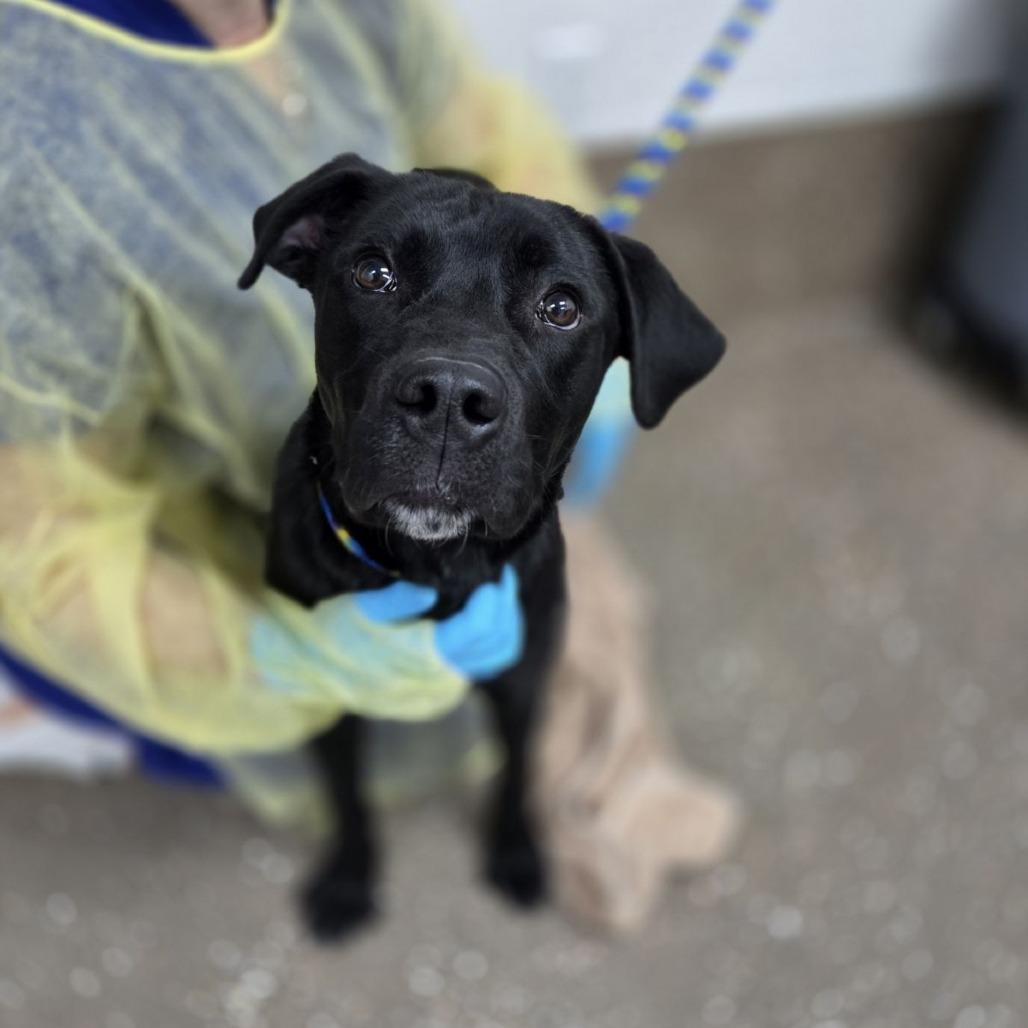 Edmund, a Adoptable mixed breed in Incline Village, NV image 3/3