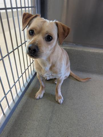 BANDIT, Adoptable, Young Male Terrier & Chihuahua.