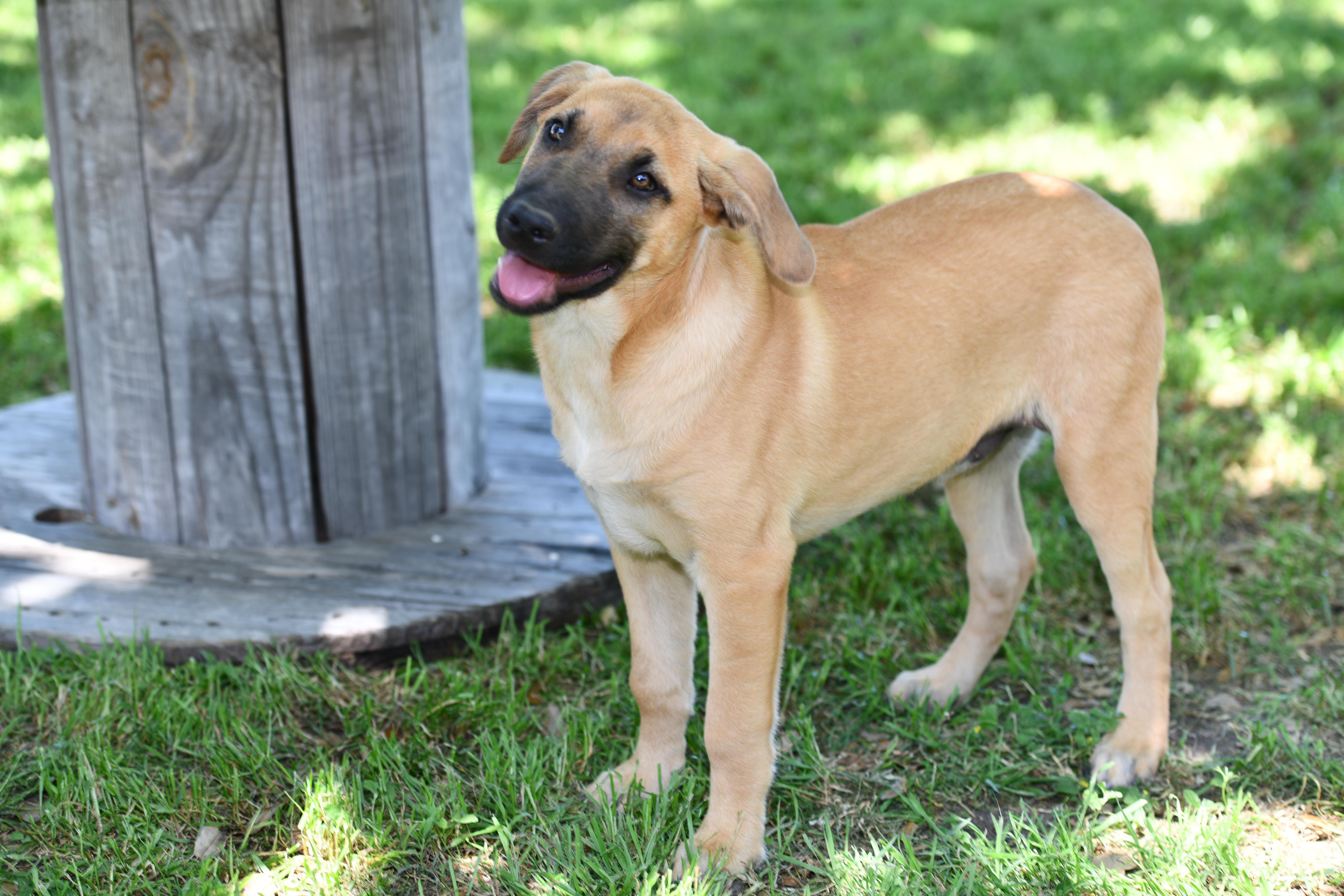 Enlarge Jester, a Adopted mixed breed in Lockhart, TX image 3/4