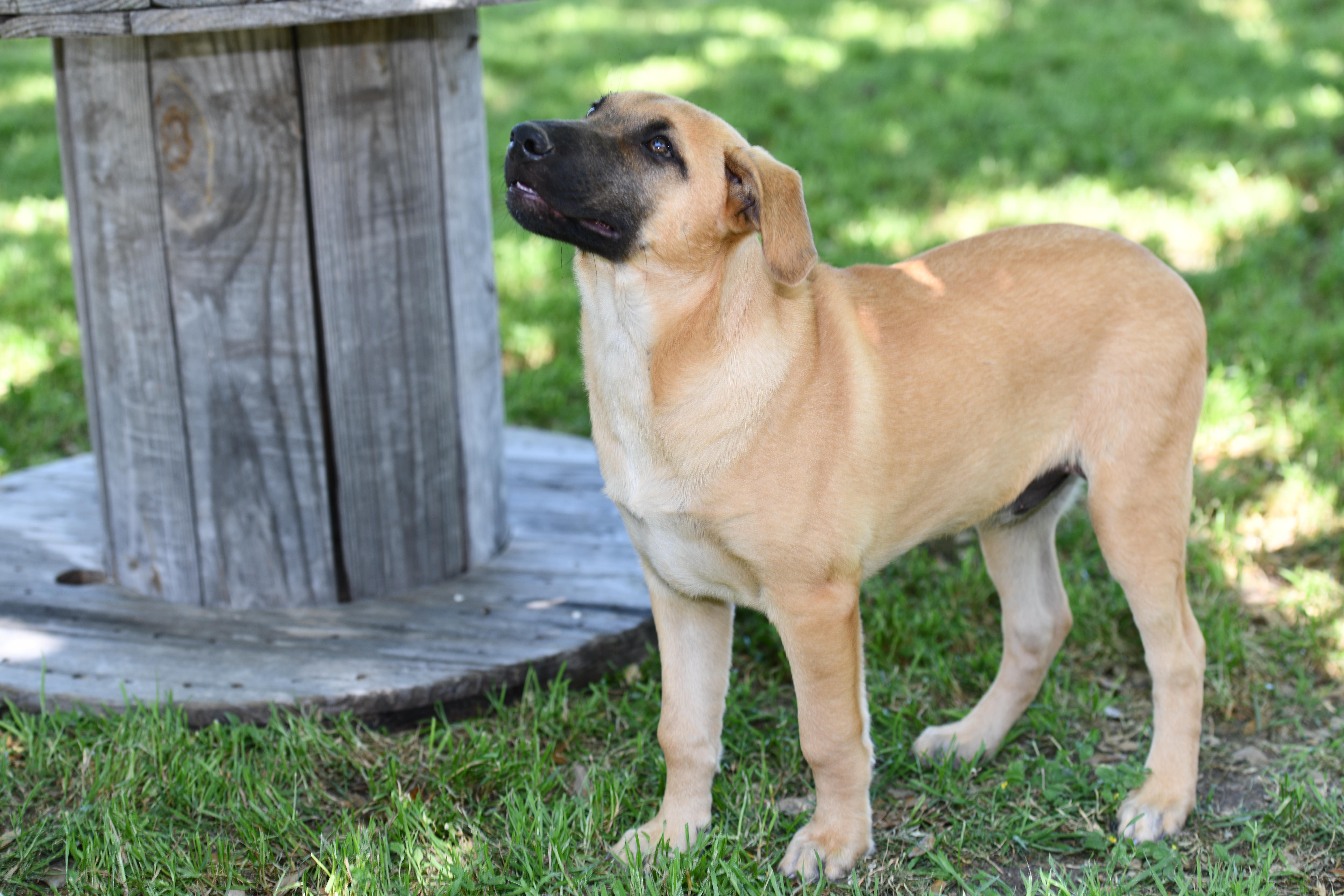 Enlarge Jester, a Adopted mixed breed in Lockhart, TX image 4/4