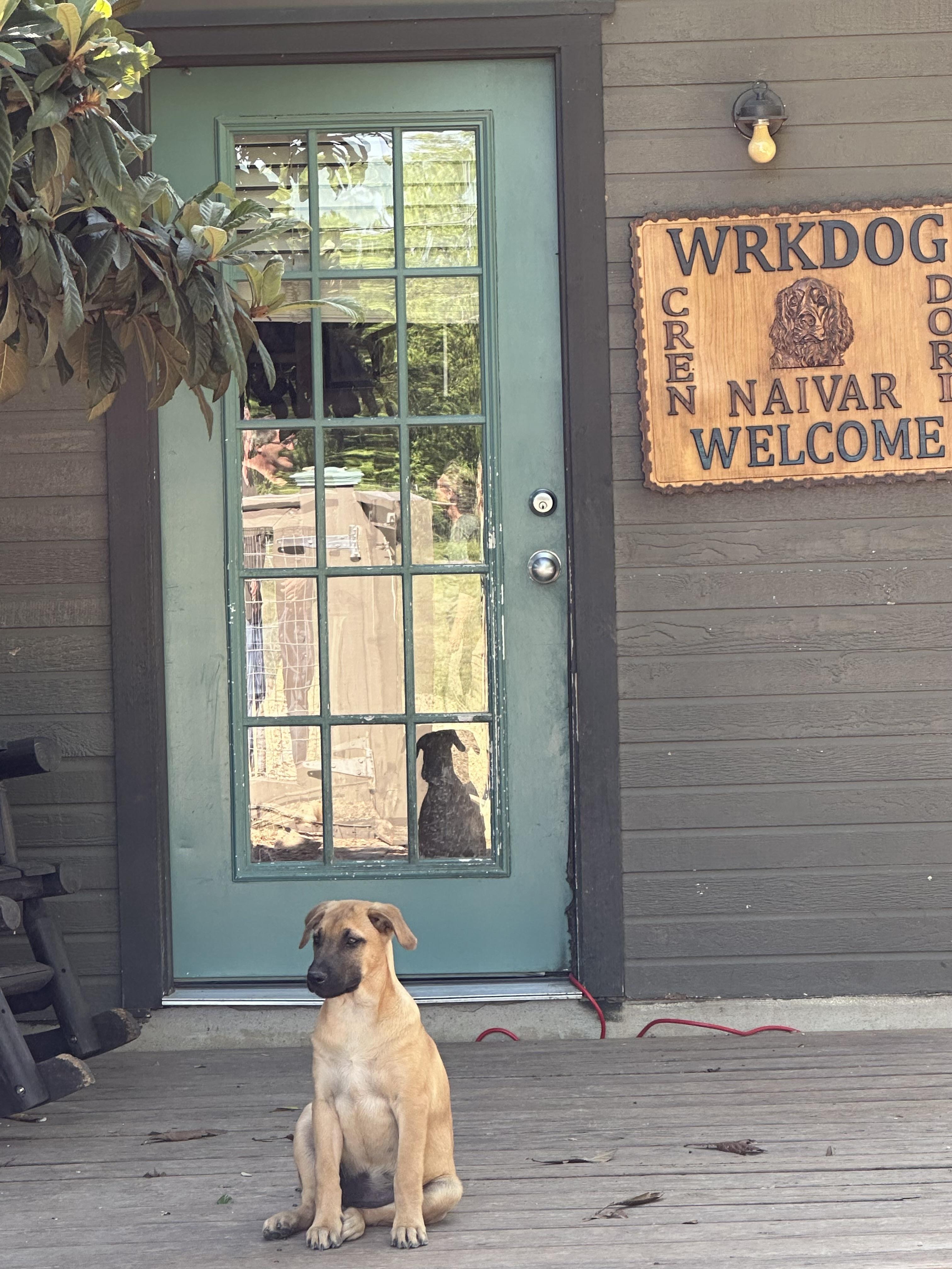 Enlarge Jester, a Adopted mixed breed in Lockhart, TX image 1/4