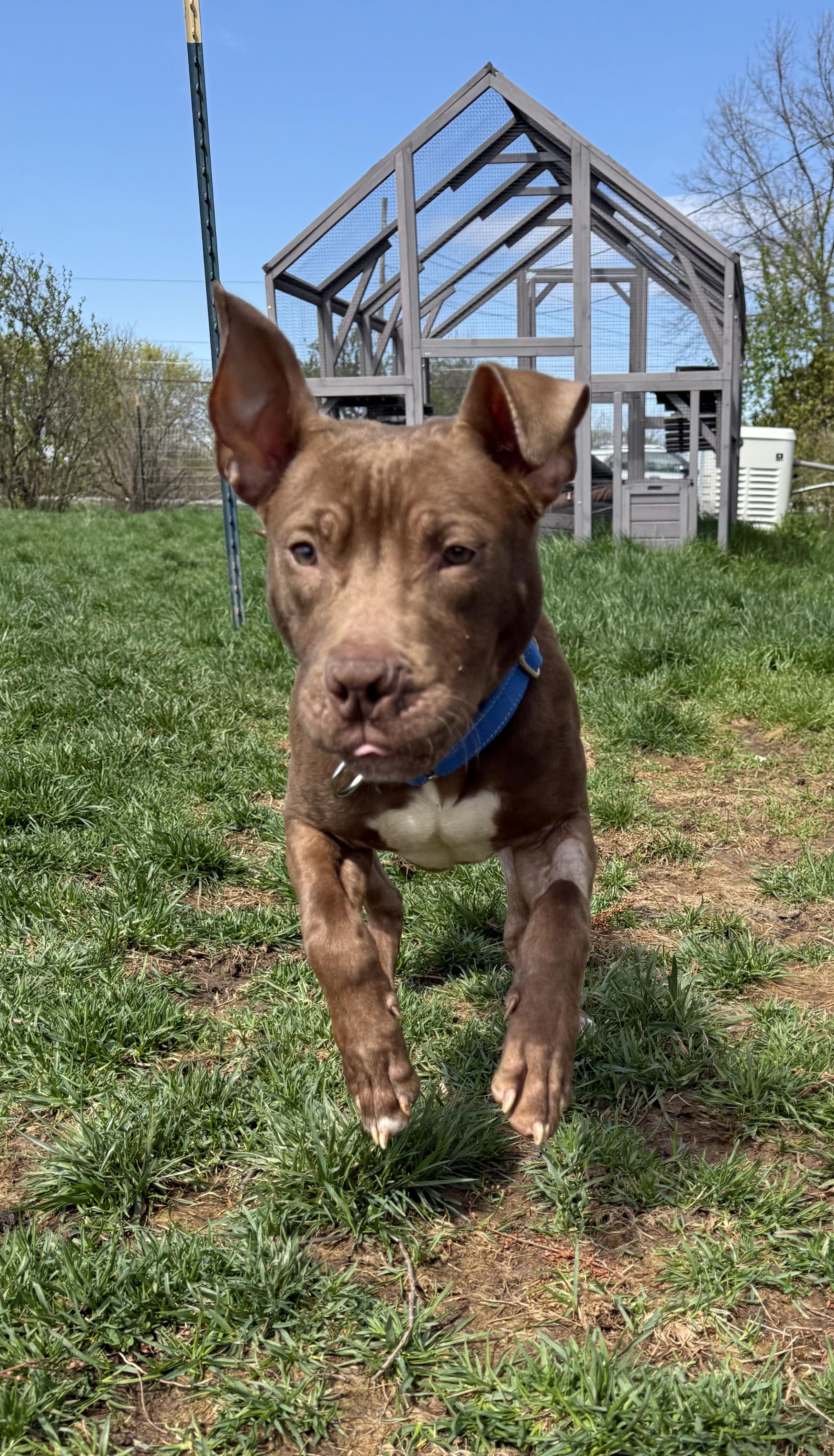Gadget, a ADOPTABLE mixed breed in Hilton, NY image 5/6