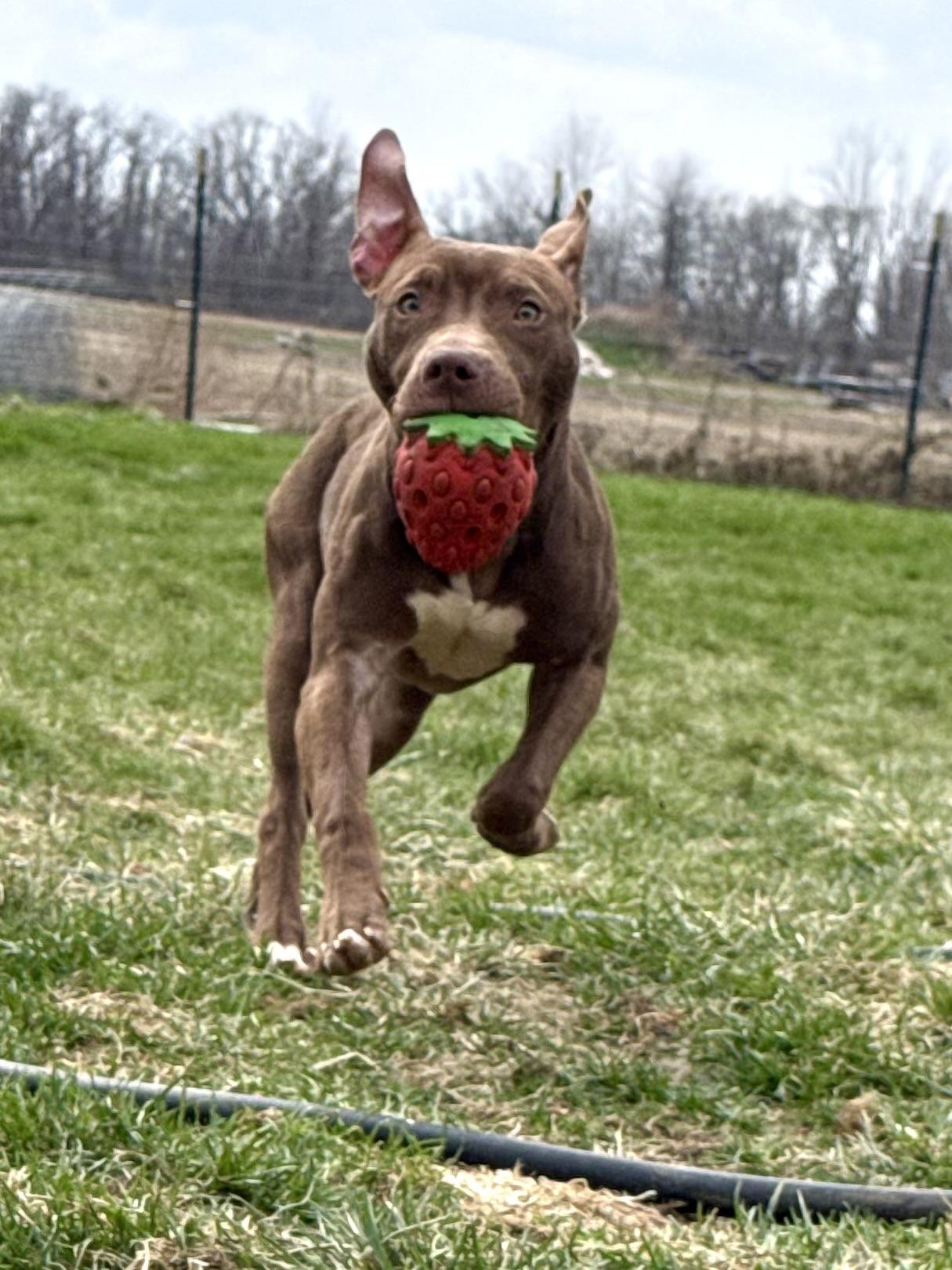 Gadget, ADOPTABLE, Young Male Pit Bull Terrier.