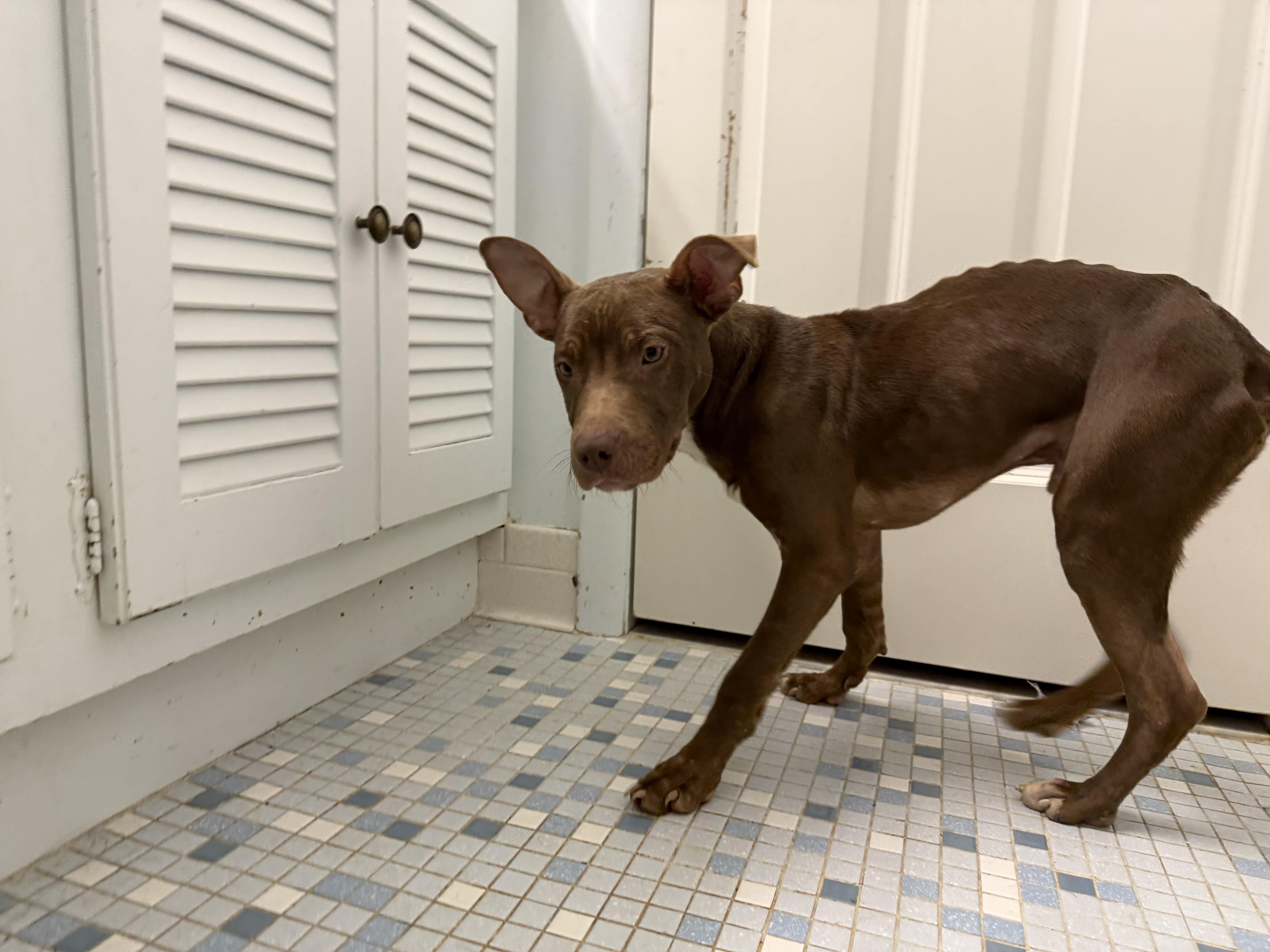 Gadget, a ADOPTABLE mixed breed in Hilton, NY image 2/6