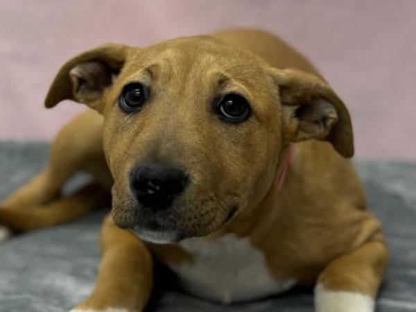 Enlarge Delilah, a Adoptable mixed breed in Portland, OR image 1/1