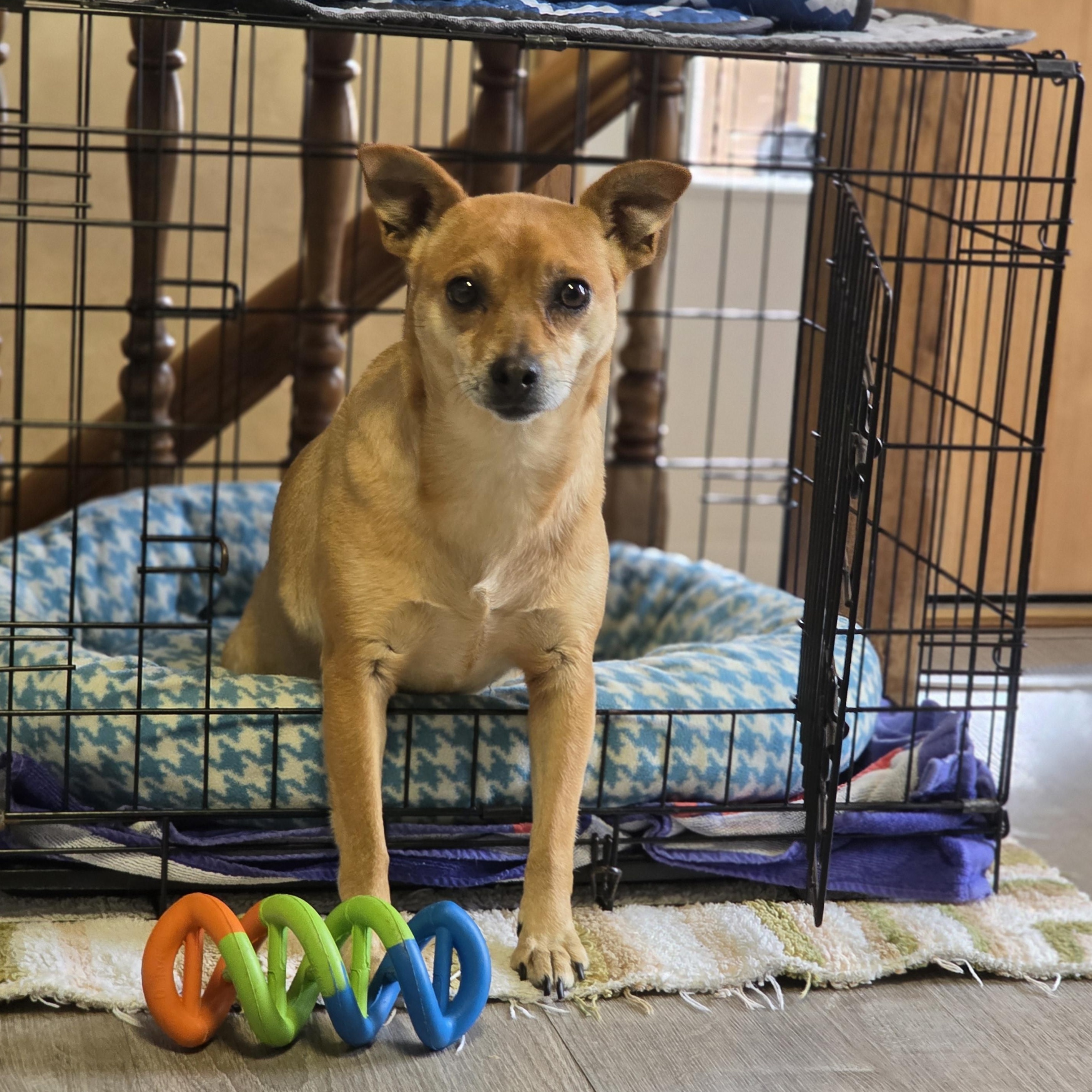 Enlarge Alma, an adopted mixed breed in Lincoln, NE image 3/5