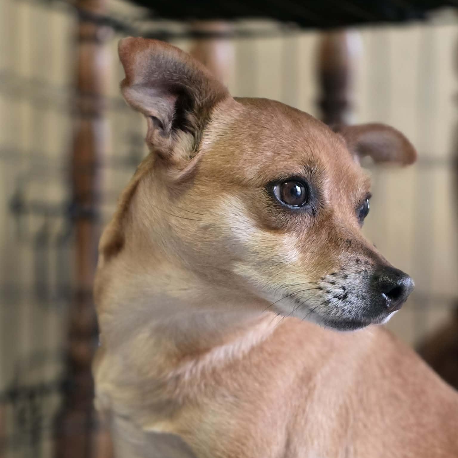 Enlarge Alma, an adopted mixed breed in Lincoln, NE image 5/5