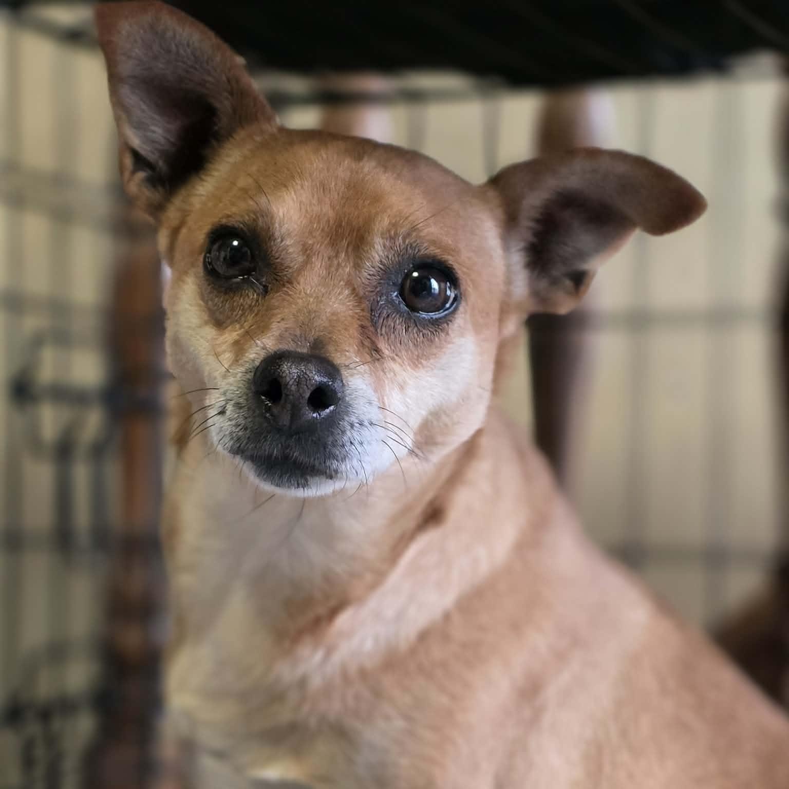 Alma, Adoptable, Adult Female Chihuahua.