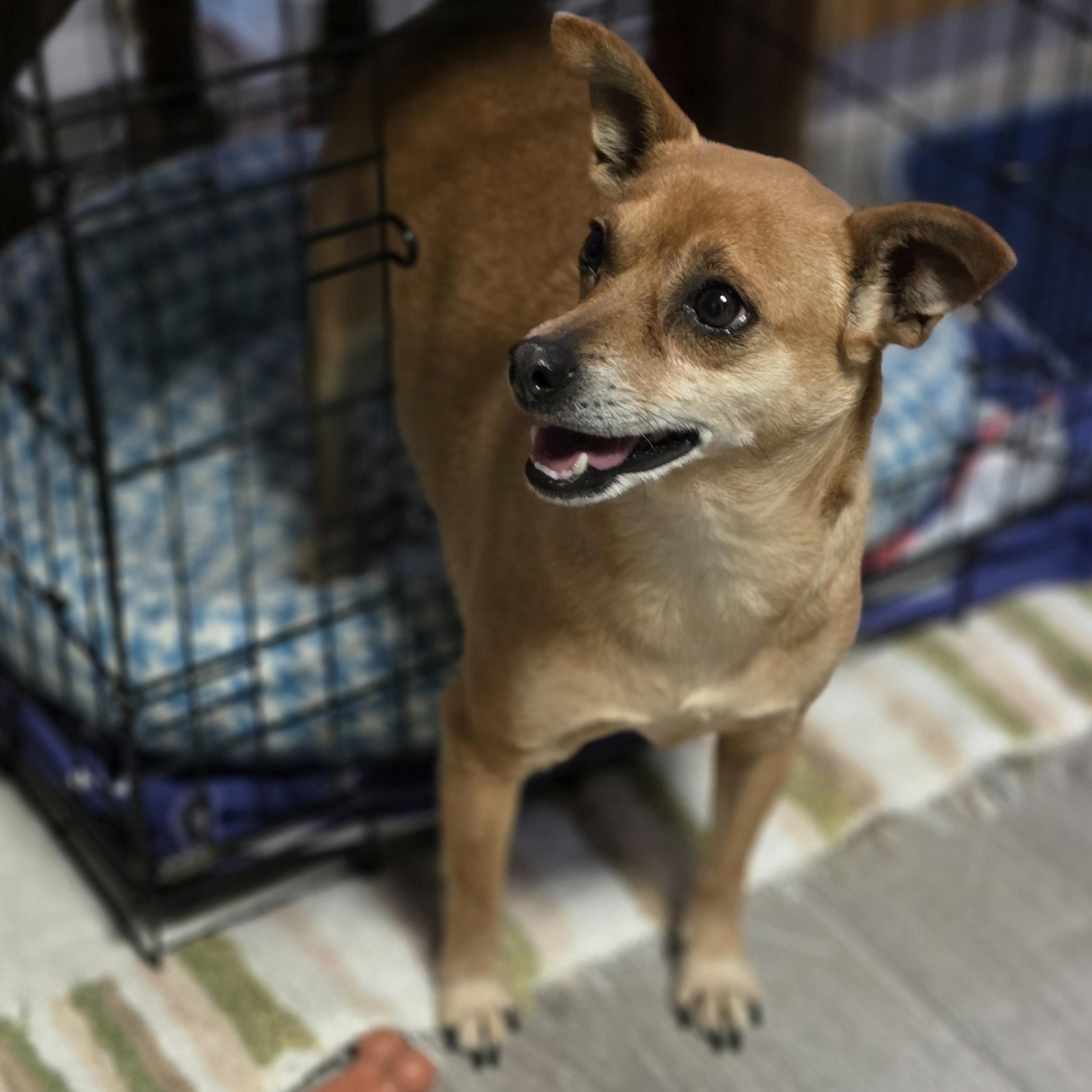 Enlarge Alma, an adopted mixed breed in Lincoln, NE image 2/5