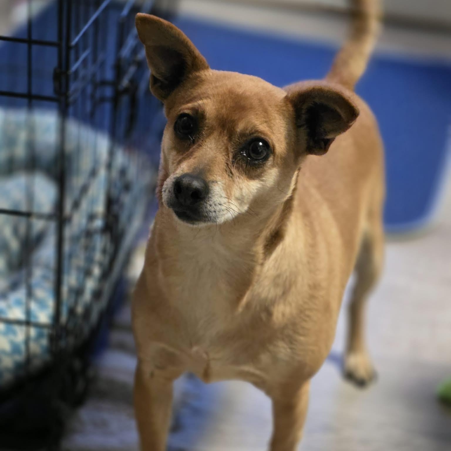 Enlarge Alma, an adopted mixed breed in Lincoln, NE image 4/5