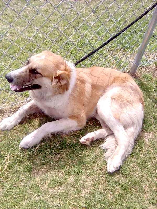 Enlarge Penney, an adopted Great Pyrenees in Spring, TX image 5/6