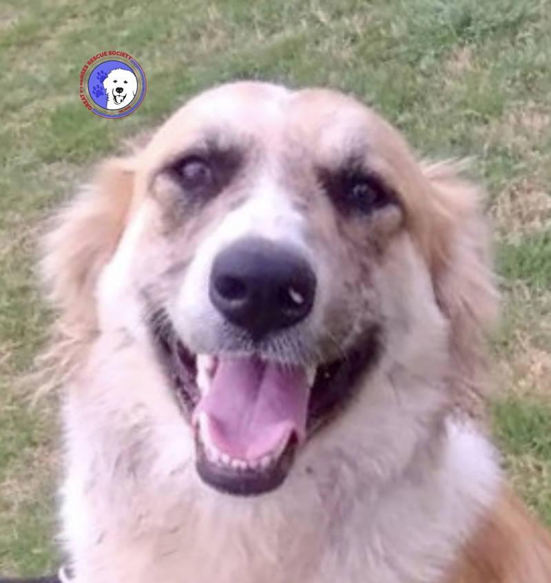 Penney, adopted, Young Female Great Pyrenees.