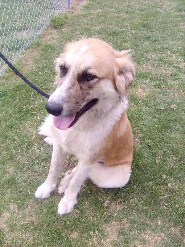Enlarge Penney, an adopted Great Pyrenees in Spring, TX image 4/6