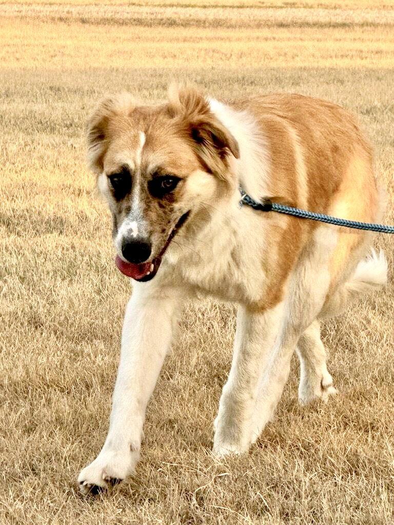 Enlarge Penney, an adopted Great Pyrenees in Spring, TX image 6/6