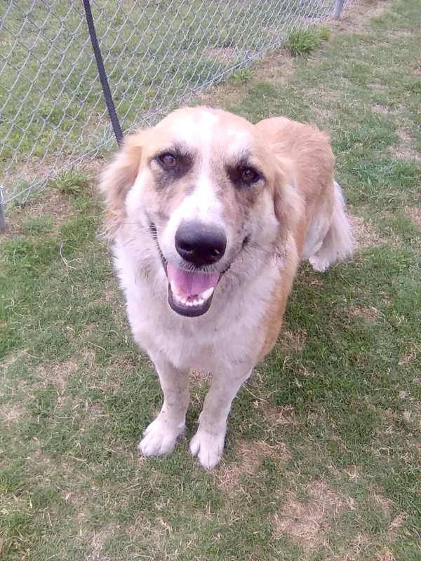 Enlarge Penney, an adopted Great Pyrenees in Spring, TX image 3/6