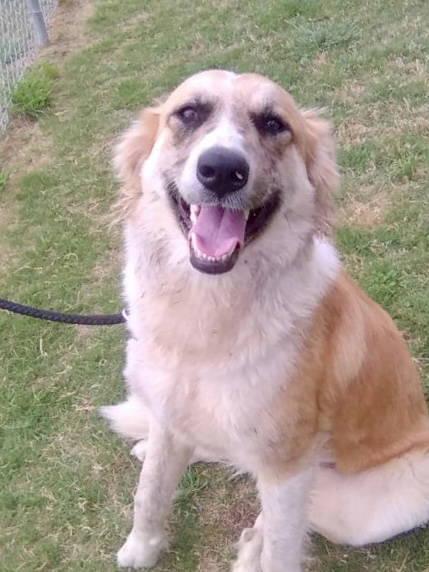 Enlarge Penney, an adopted Great Pyrenees in Spring, TX image 2/6