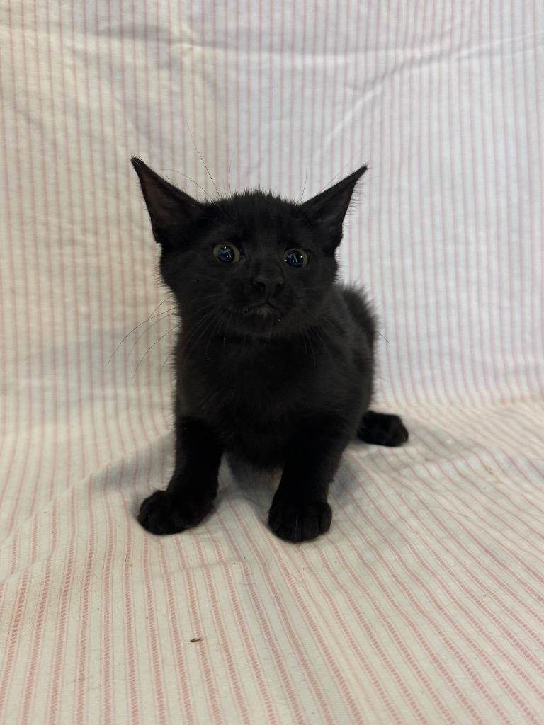 Witloof Gratin, Adoptable, Kitten Female Domestic Short Hair.