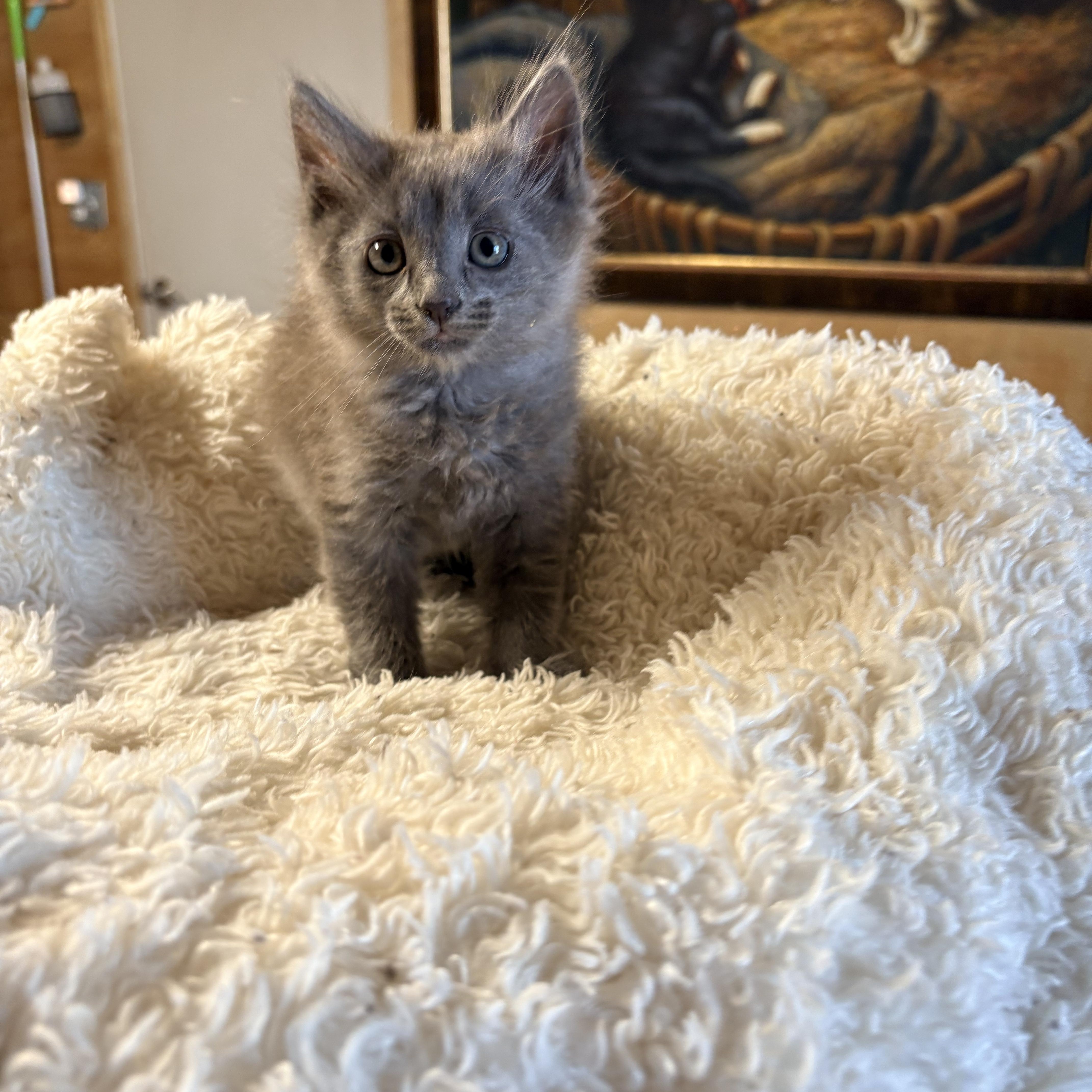 Enlarge Dijon , an adopted Domestic Medium Hair in Mira Loma, CA image 4/4