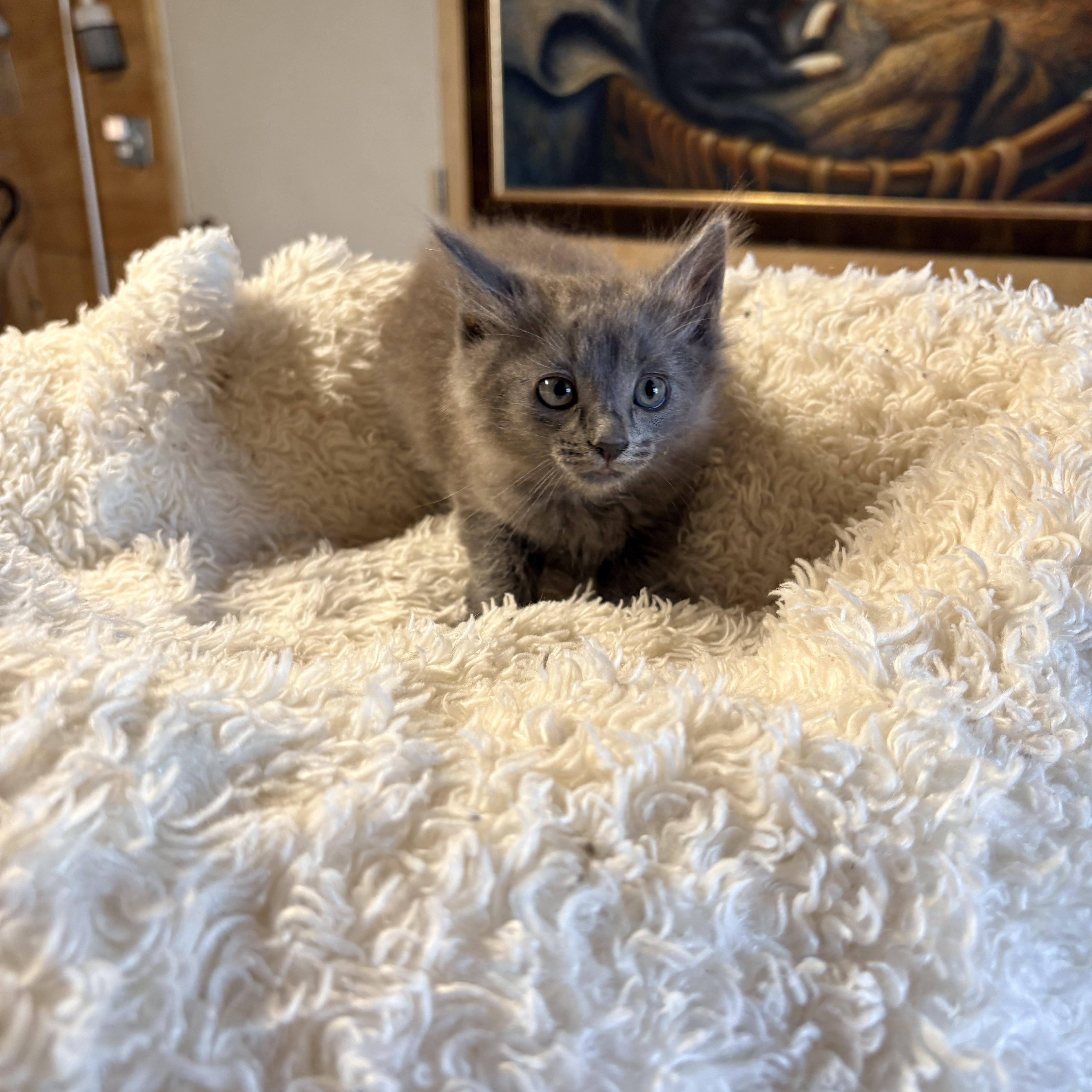 Enlarge Dijon , an adopted Domestic Medium Hair in Mira Loma, CA image 3/4