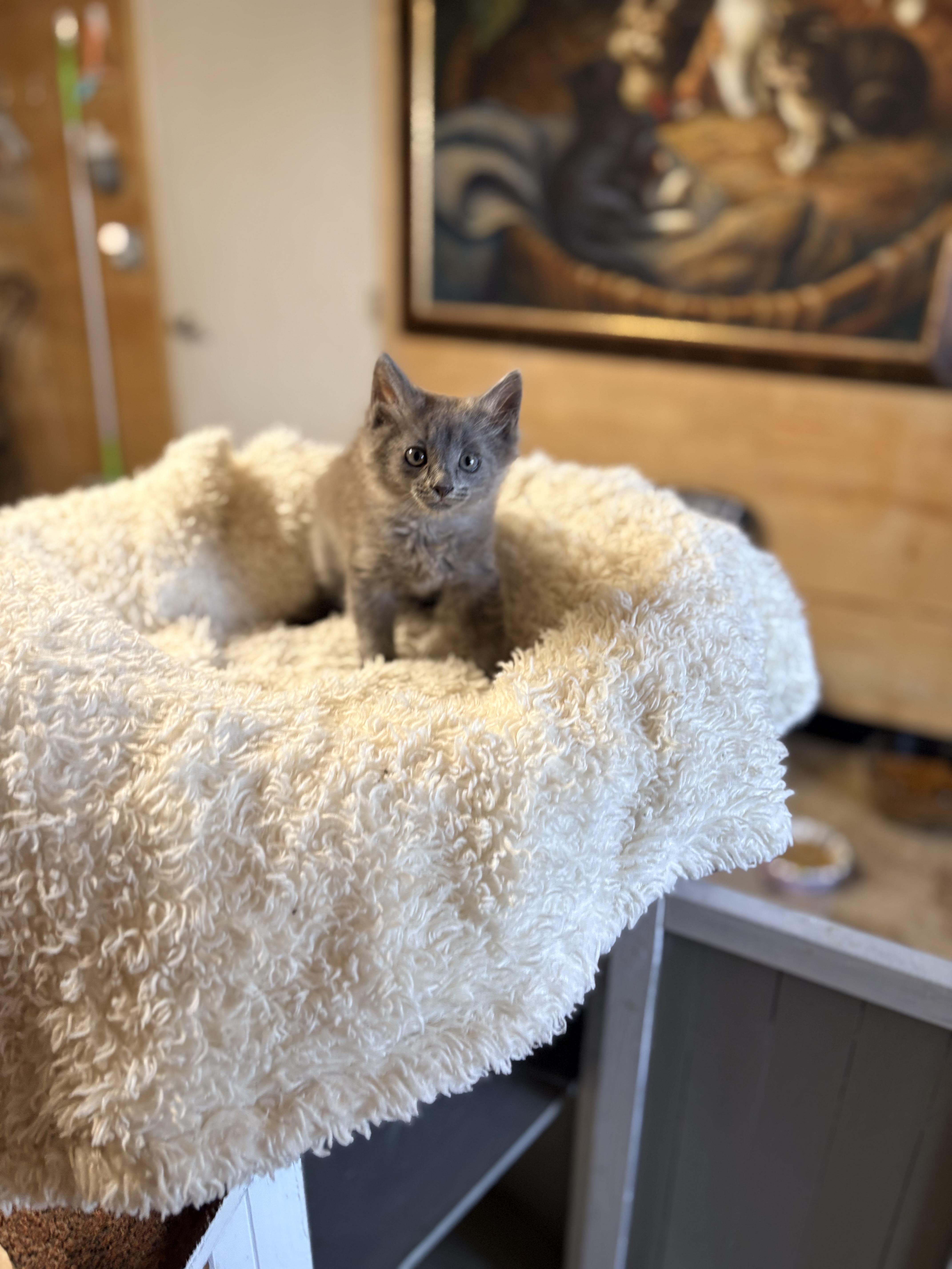 Enlarge Dijon , an adopted Domestic Medium Hair in Mira Loma, CA image 2/4