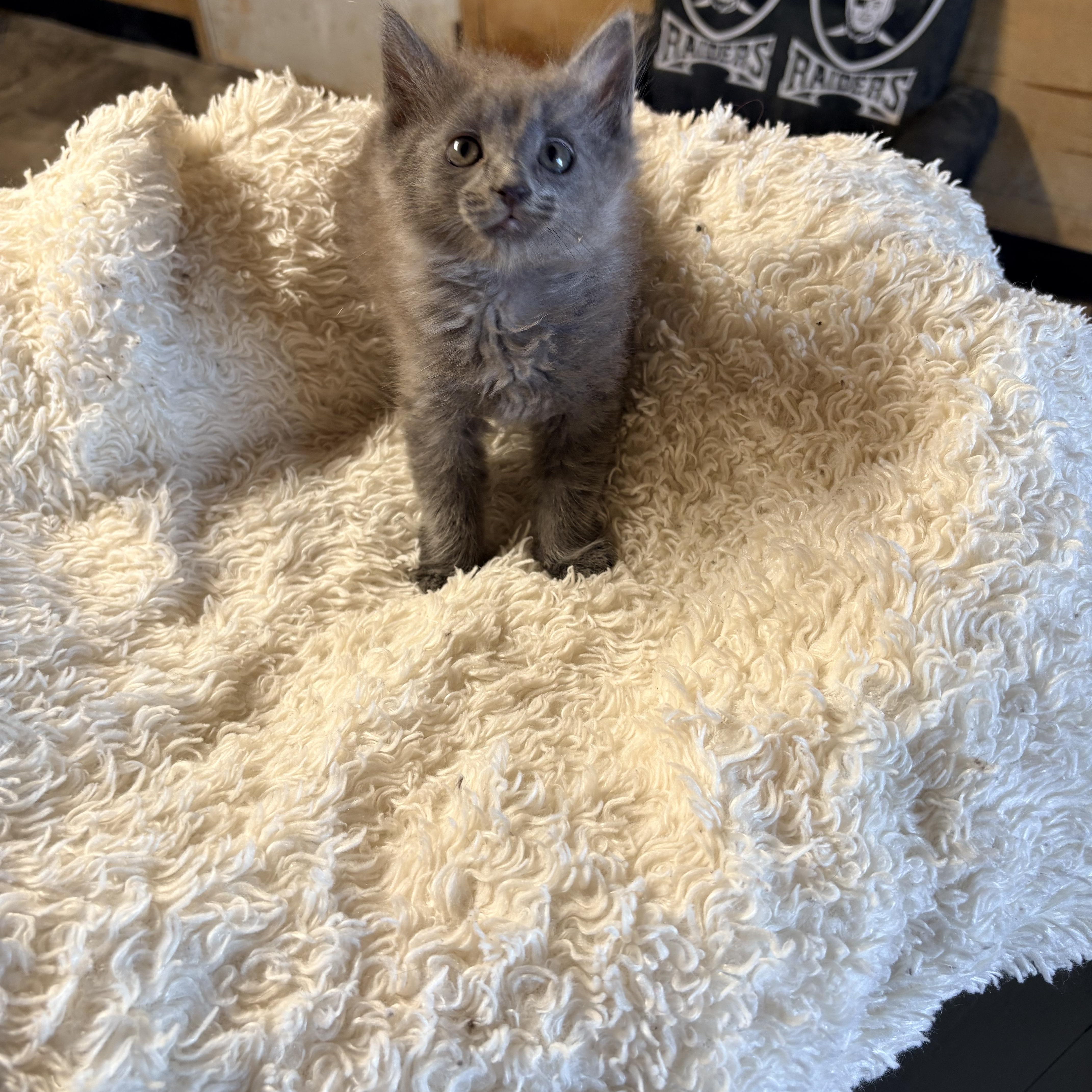 Enlarge Dijon , an adopted Domestic Medium Hair in Mira Loma, CA image 1/4