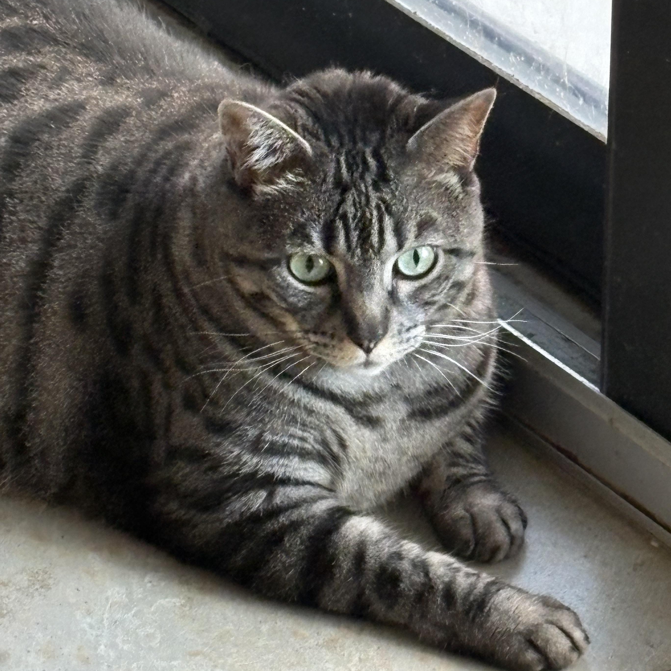 Keira, adopted, Senior Female Bengal.