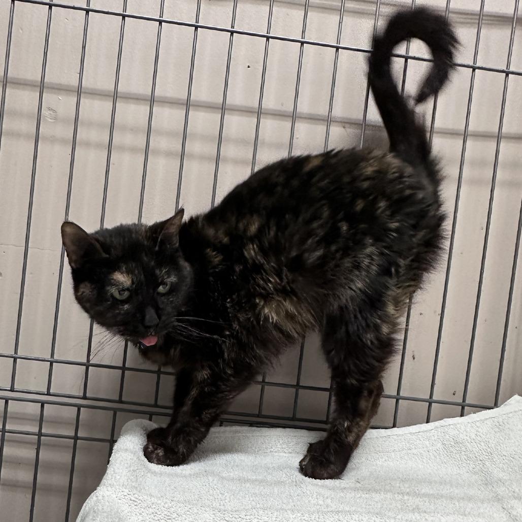 Marble (Matilda), Adoptable, Senior Female Domestic Short Hair.