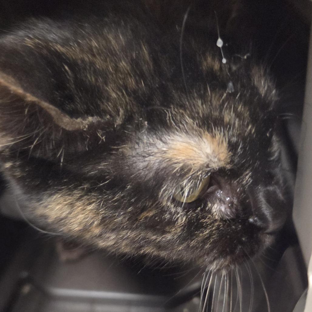 Marble (Matilda), a Adoptable Domestic Short Hair in Branson, MO image 2/4