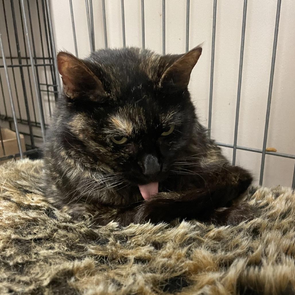 Marble (Matilda), a Adoptable Domestic Short Hair in Branson, MO image 3/4