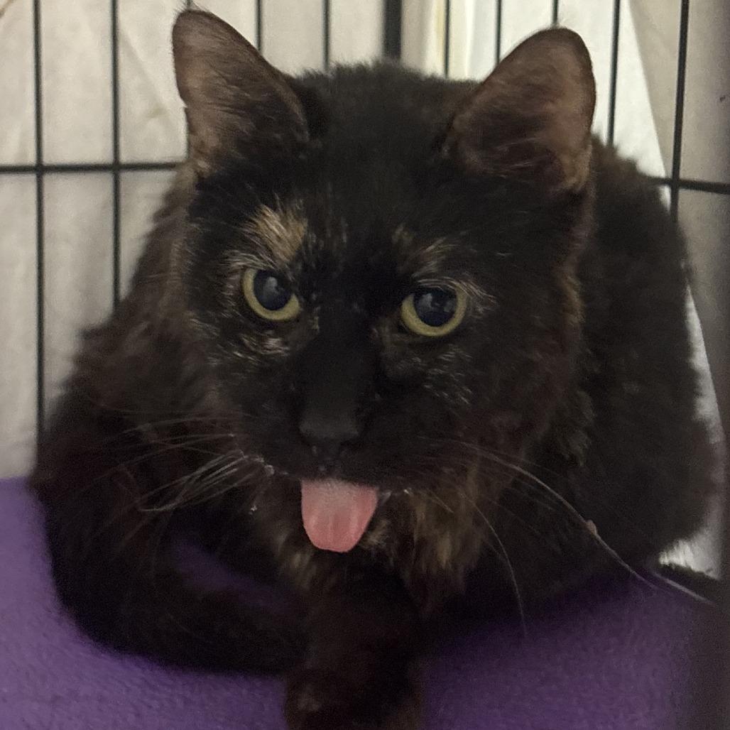 Marble (Matilda), a Adoptable Domestic Short Hair in Branson, MO image 4/4