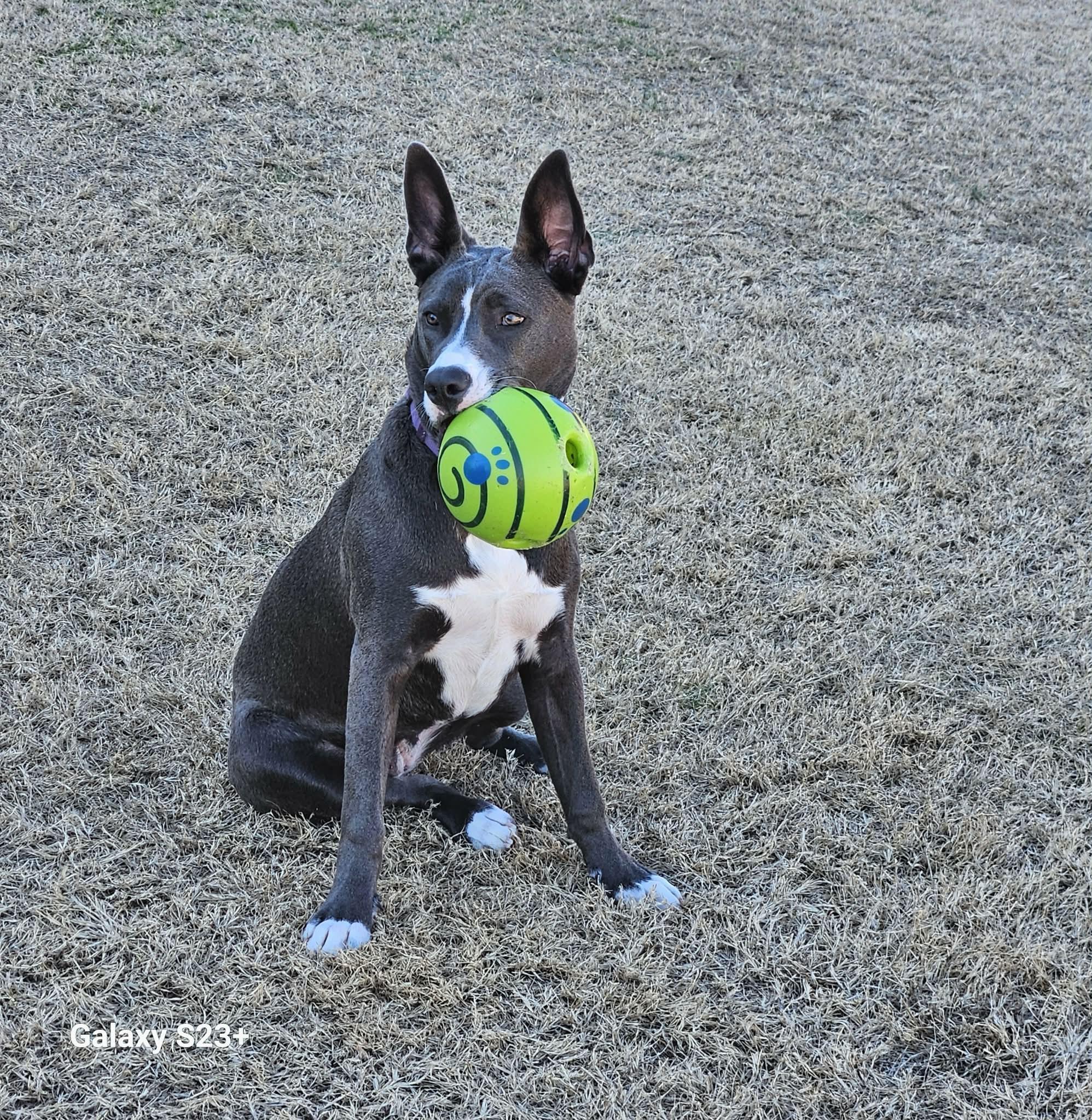 Leia — thumbnail 6