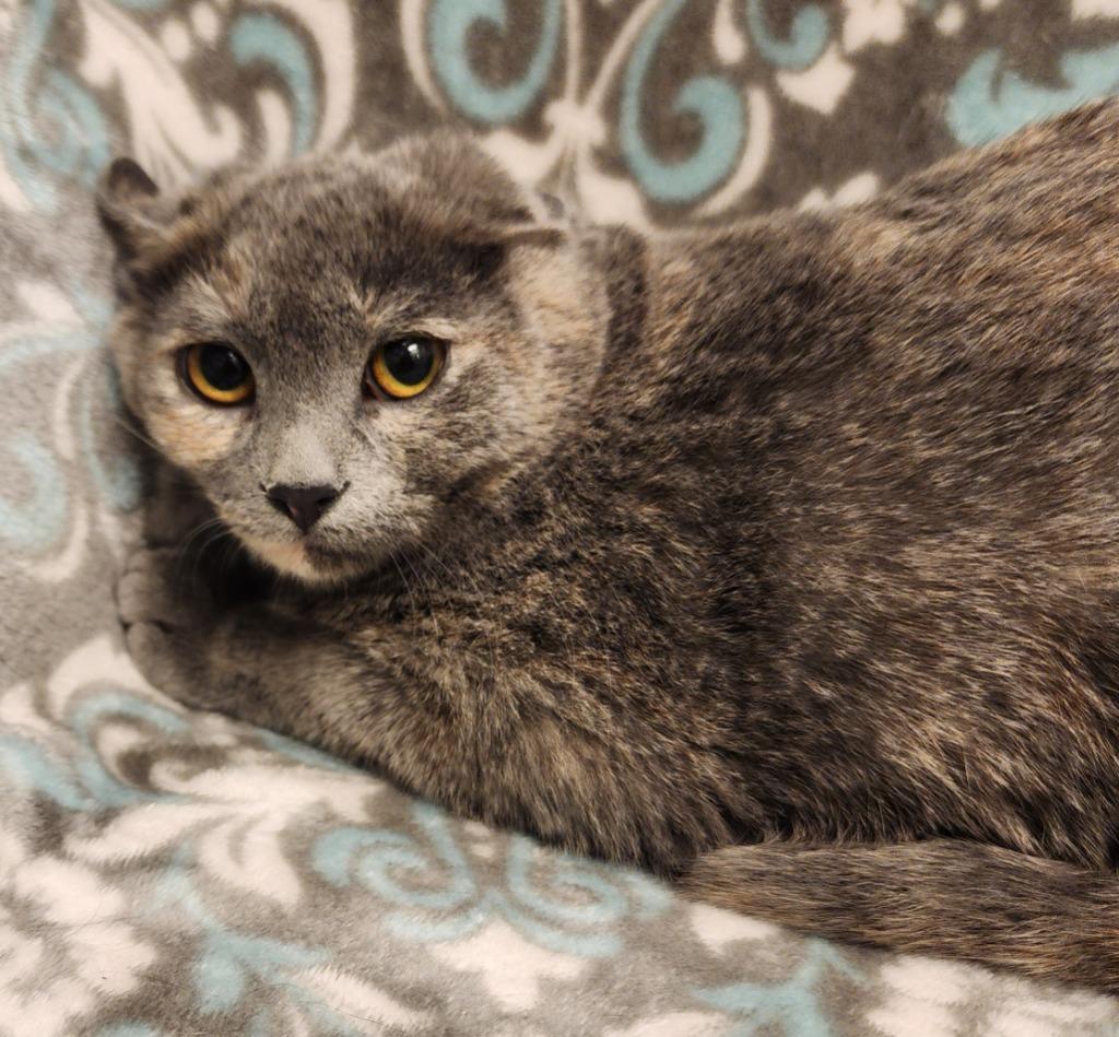 Enlarge Pepper, a Adoptable mixed breed in Superior, WI image 1/1