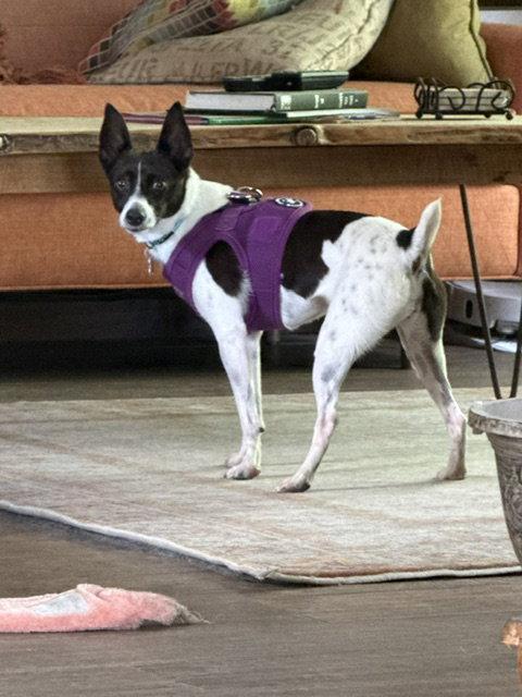 Precious, Adoptable, Young Female Rat Terrier & Jack Russell Terrier.