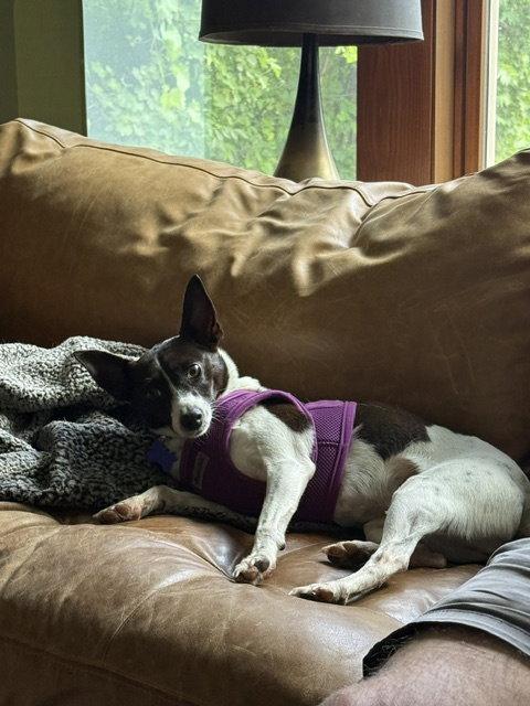 Enlarge Precious, a Adoptable mixed breed in East Derry, NH image 2/3