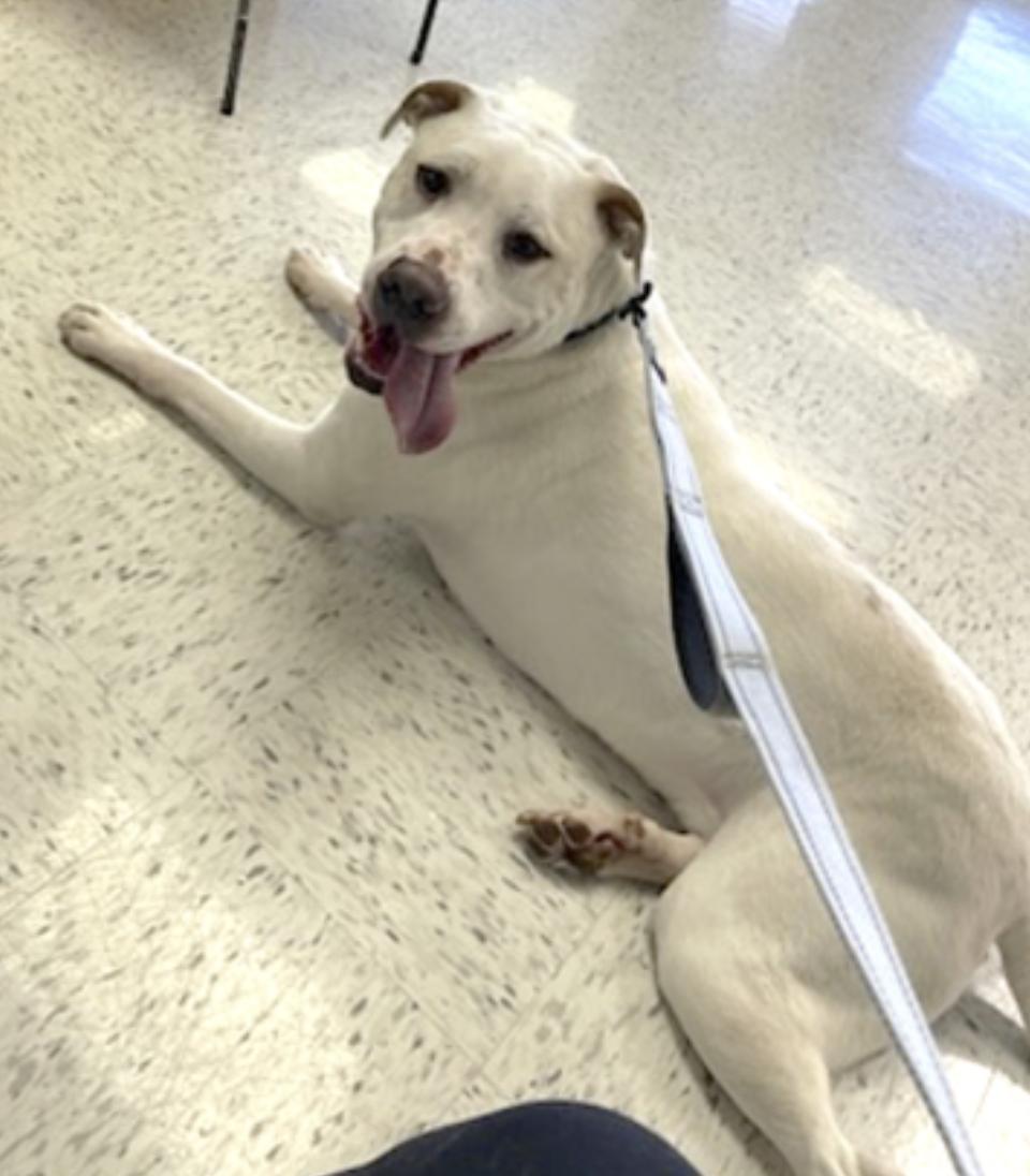 Enlarge Bucky, a Adoptable mixed breed in Atlanta, GA image 4/6