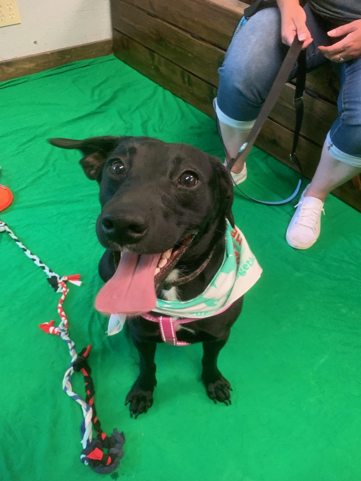 Jackie, Adoptable, Young Female Black Labrador Retriever.