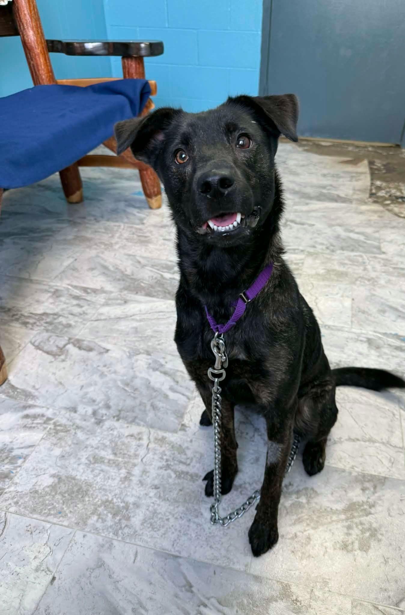 Maelle, ADOPTABLE, Adult Female Mixed Breed.