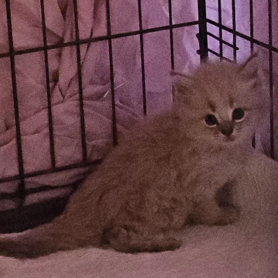 Enlarge Snapdragon, a Adoptable Domestic Long Hair in Danbury, CT image 1/2