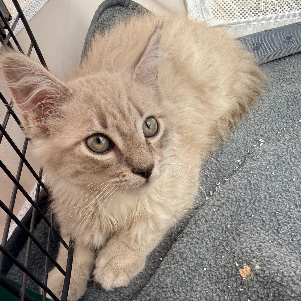 Enlarge Snapdragon, a Adoptable Domestic Long Hair in Danbury, CT image 2/2