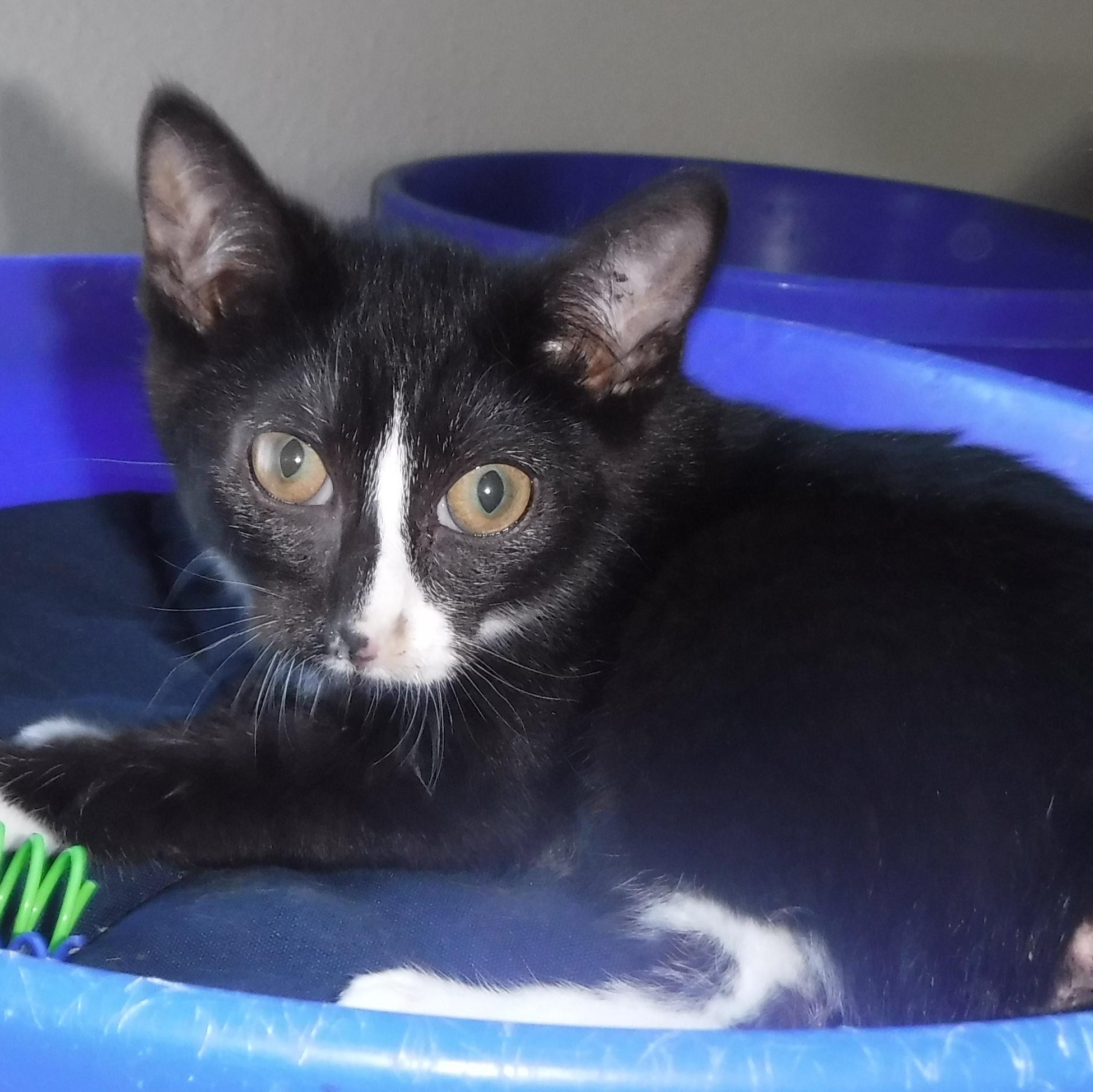 Wilma - Wobbly - Tiny & Sweet, a Adoptable mixed breed in Hoquiam, WA image 6/6