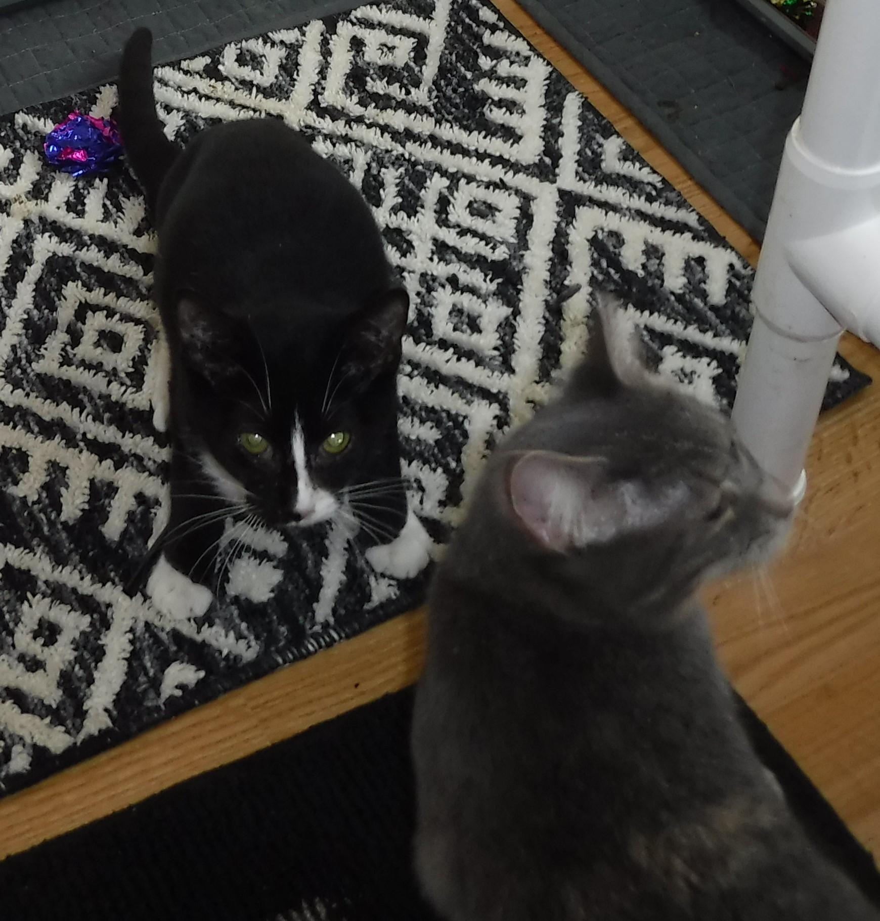 Wilma - Wobbly - Tiny & Sweet, Adoptable, Kitten Female Tuxedo.