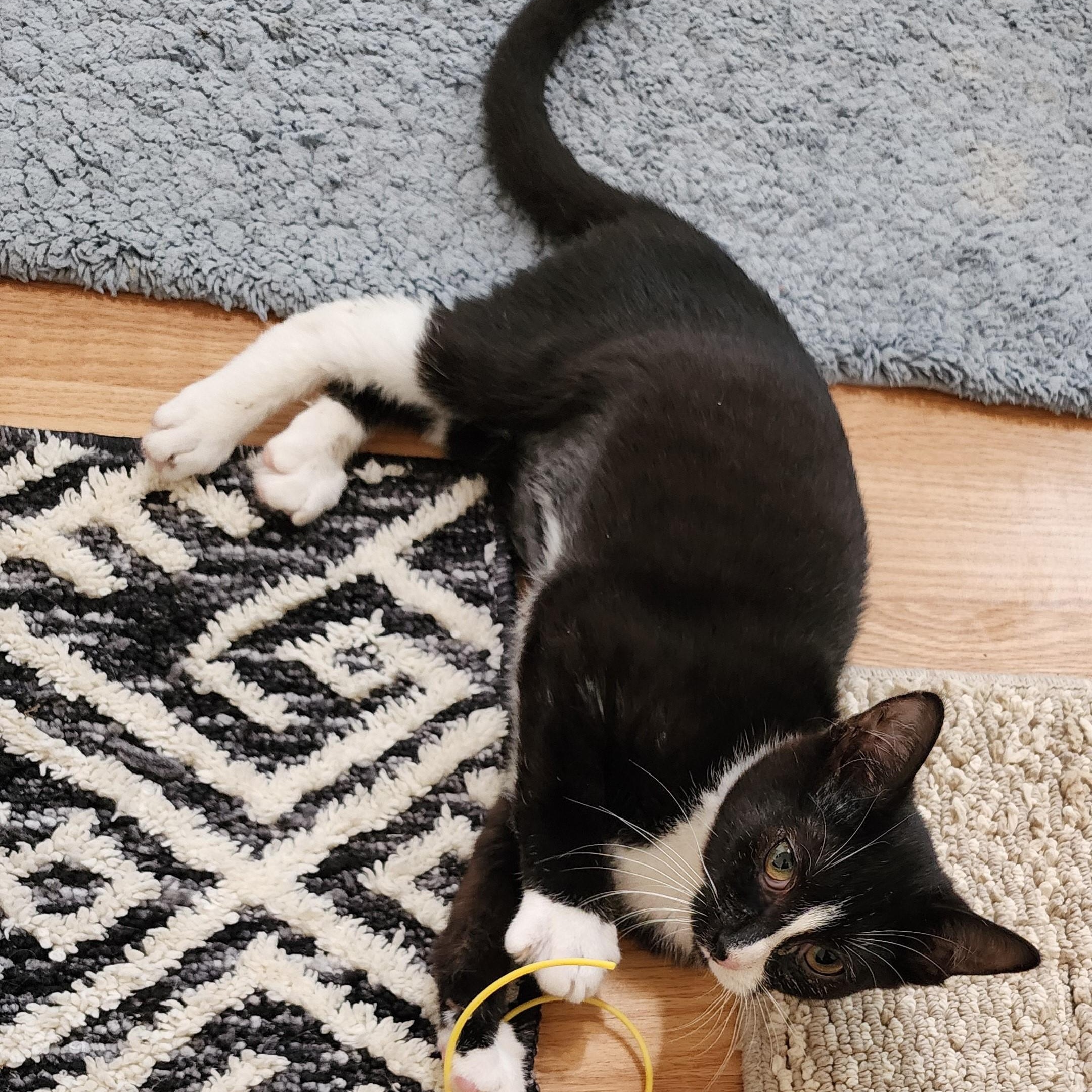 Wilma - Wobbly - Tiny & Sweet, a Adoptable mixed breed in Hoquiam, WA image 2/6