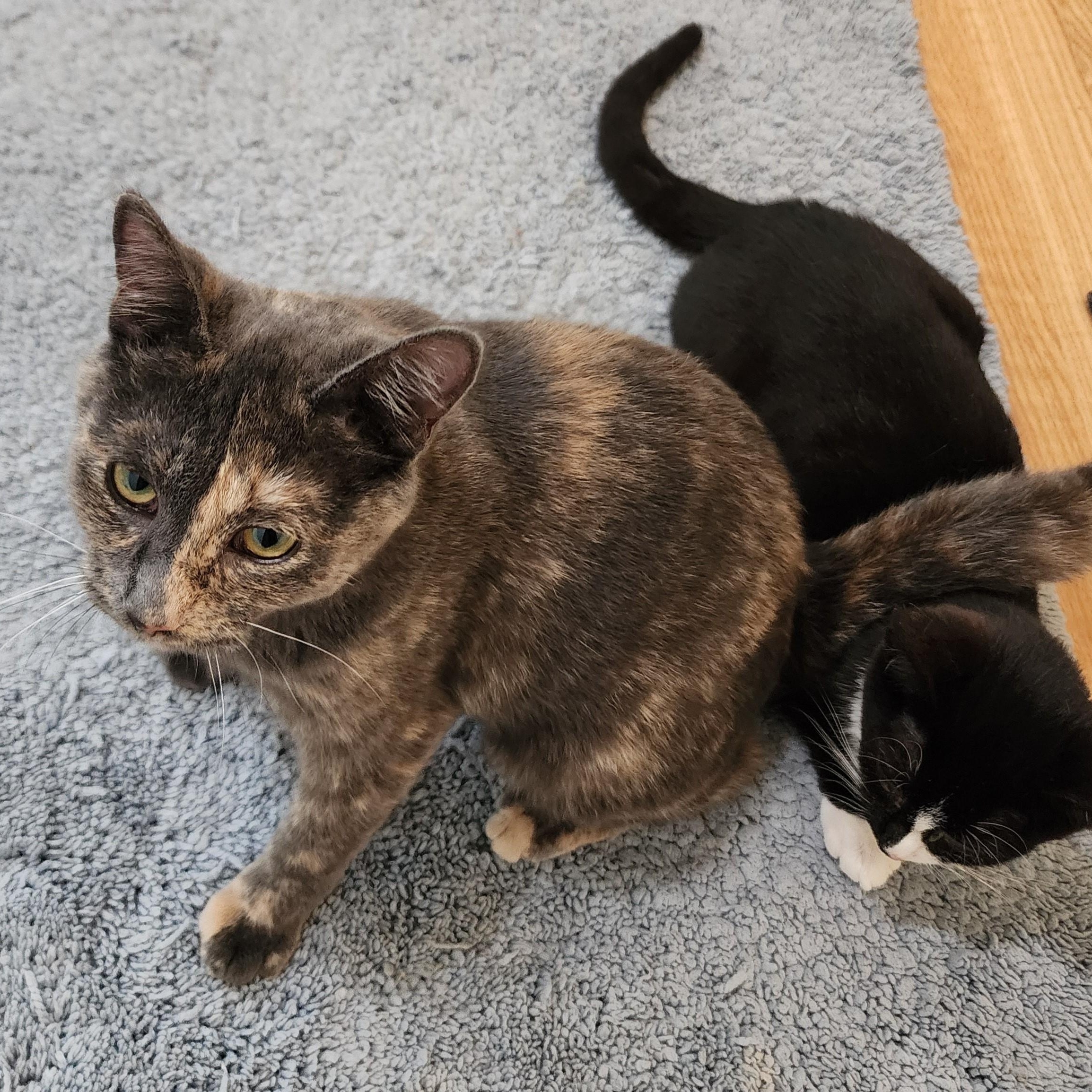 Wilma - Wobbly - Tiny & Sweet, a Adoptable mixed breed in Hoquiam, WA image 3/6