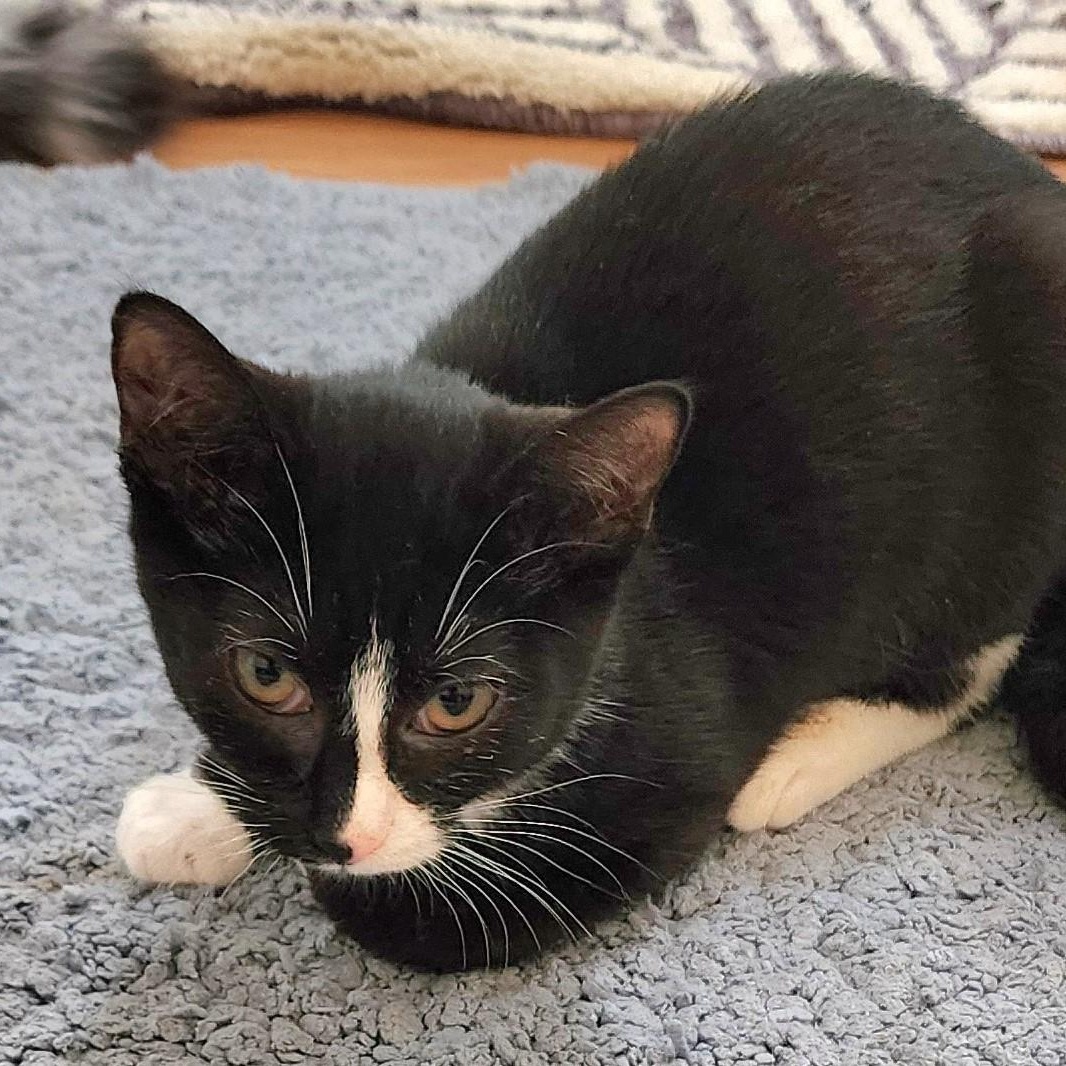 Wilma - Wobbly - Tiny & Sweet, a Adoptable mixed breed in Hoquiam, WA image 5/6