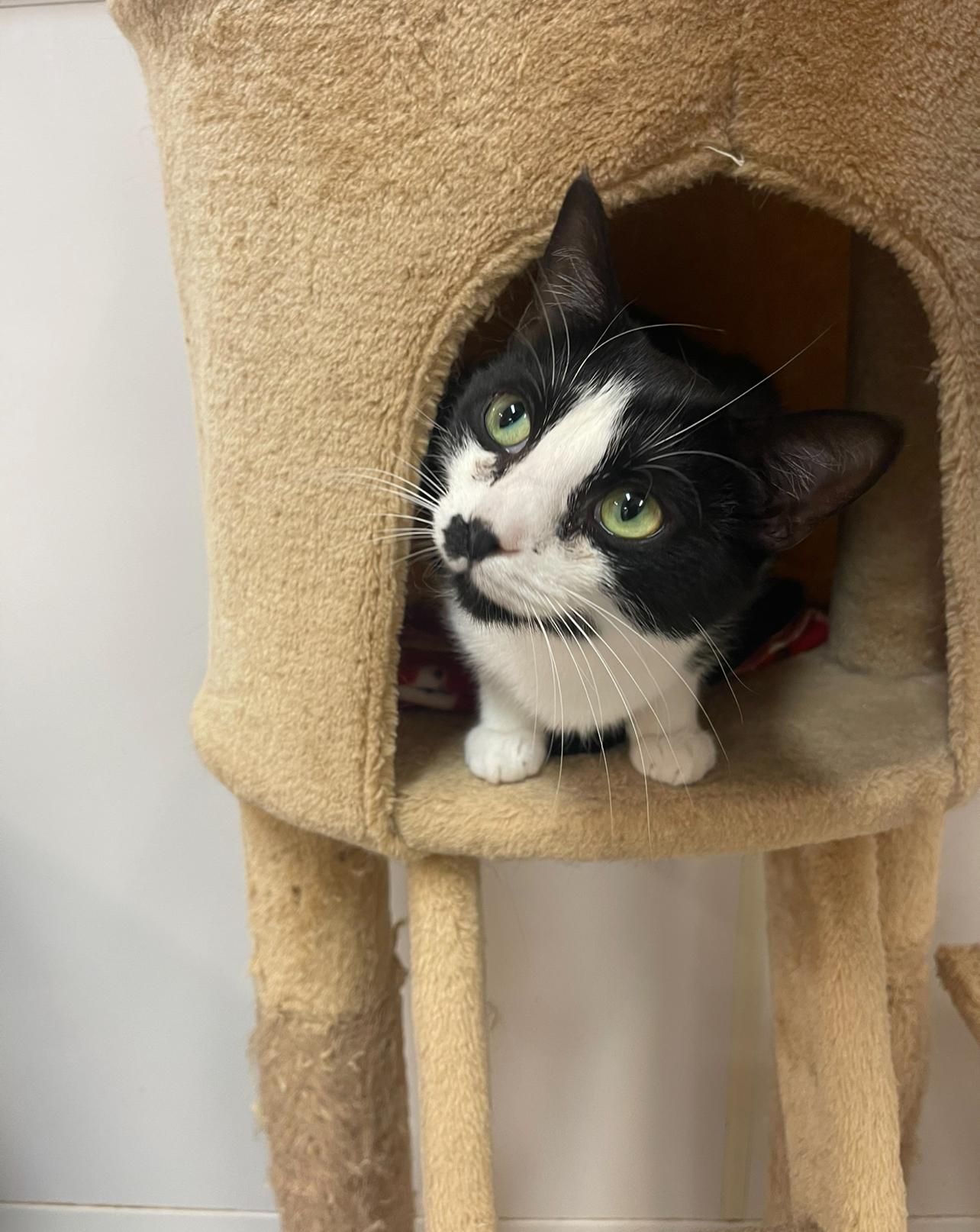 Enlarge Orchid, an adopted Tuxedo in Indiana, PA image 4/4